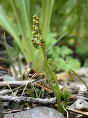 Botrychium ascendens