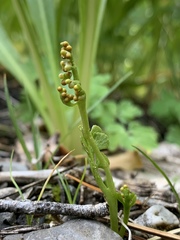 Botrychium ascendens