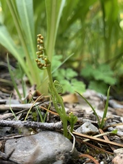 Botrychium ascendens