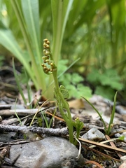 Botrychium ascendens