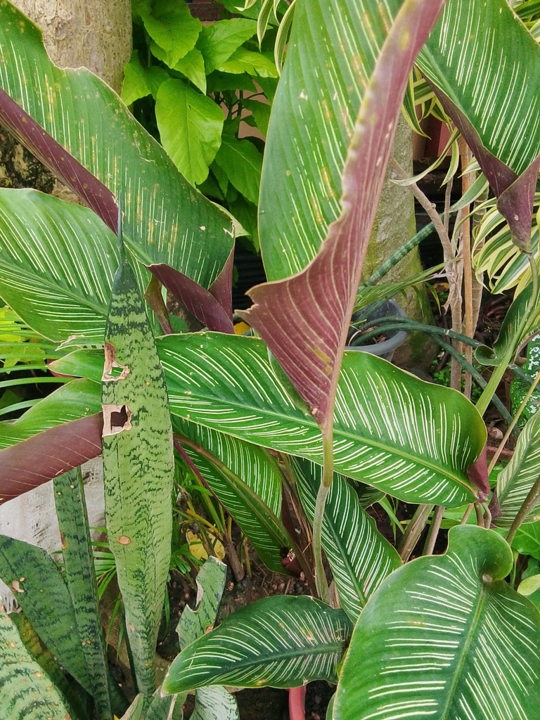 Foto de Maranta-zebrada