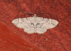 Iridopsis larvaria