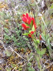 Castilleja ecuadorensis