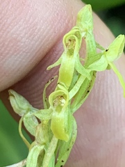 Platanthera tescamnis