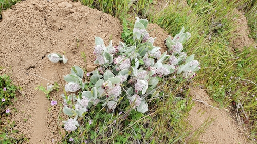 iNaturalist observation photo of Botta's Pocket Gopher