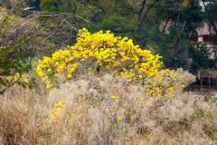 Handroanthus
