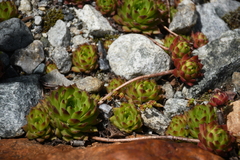 Sempervivum caucasicum