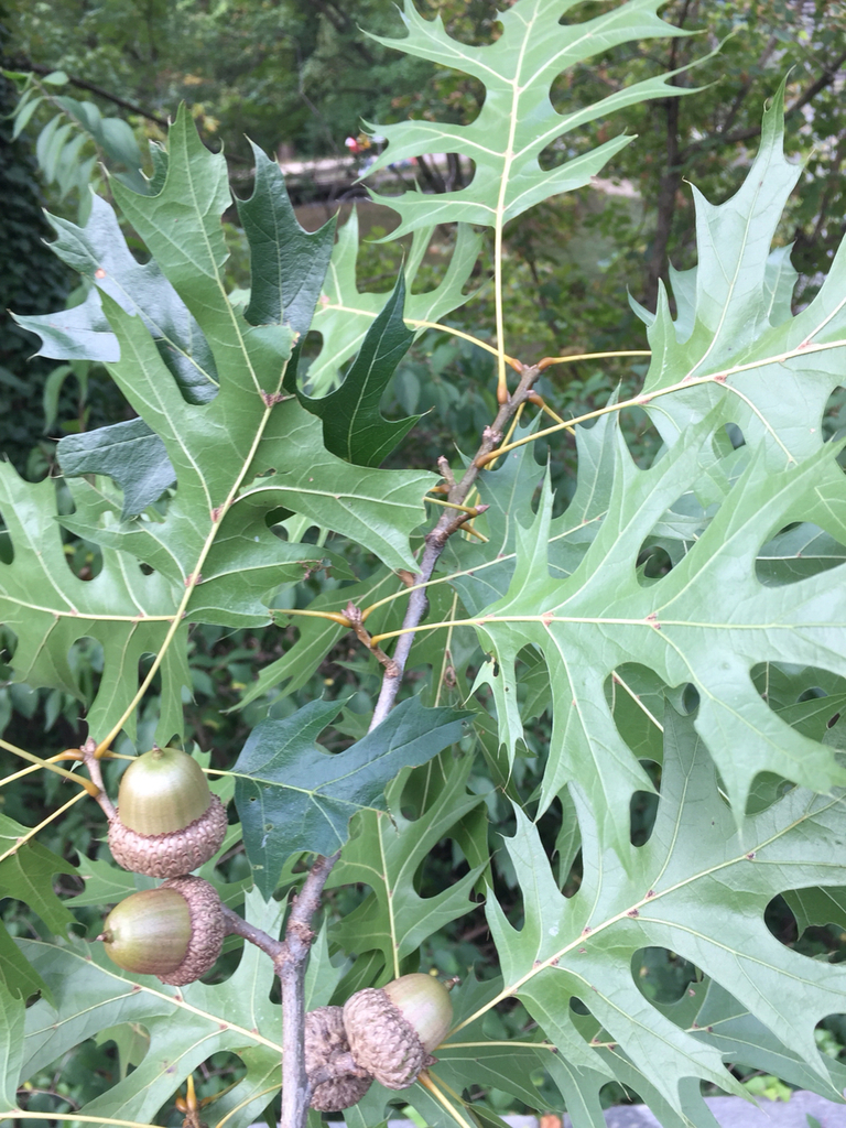 Quercus shumardii — an easy houseplant, prefers full sun light