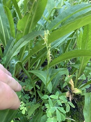Platanthera tescamnis