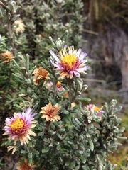 Diplostephium oblanceolatum