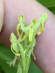 Platanthera tescamnis