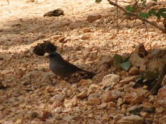 Junco hyemalis caniceps