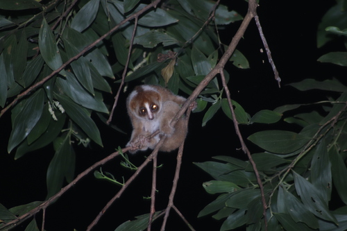 Philippine Slow Loris
