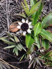 Eryngium humile