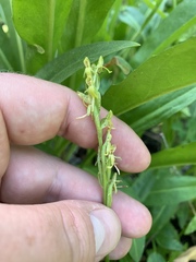 Platanthera tescamnis