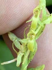 Platanthera tescamnis