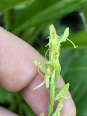 Platanthera tescamnis