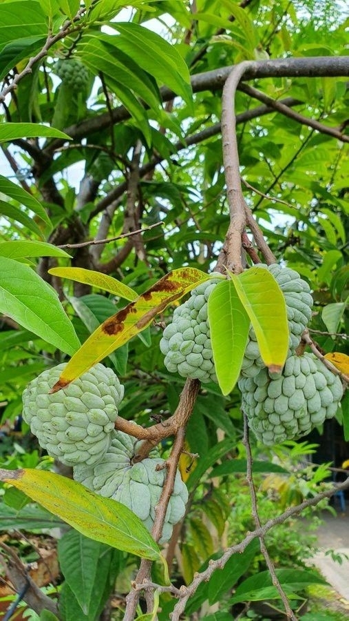 Annona squamosa