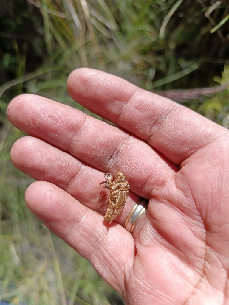 Carineta pilosa
