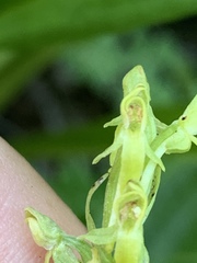 Platanthera tescamnis