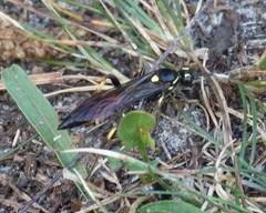 Protichneumon pisorius