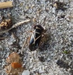 Geocoris grylloides