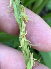 Platanthera tescamnis