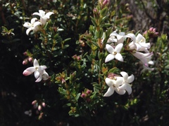 Arcytophyllum vernicosum