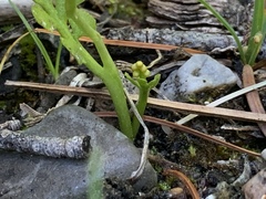 Botrychium ascendens