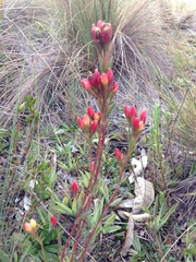 Gentianella hyssopifolia