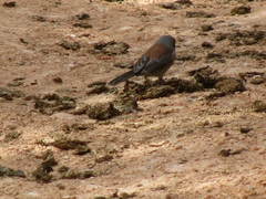 Junco hyemalis caniceps