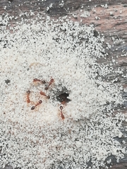 Monomorium australe