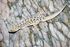 Phyllodactylus homolepidurus