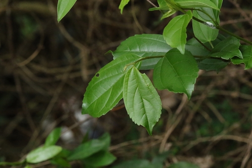 Celtis timorensis, photograph 6