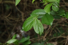 Celtis timorensis, photograph author not stated, no rights reserved