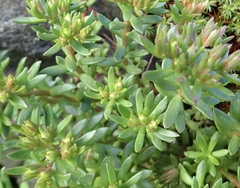 Sedum cockerellii