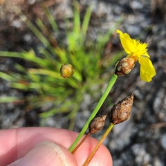 Xyris elliottii
