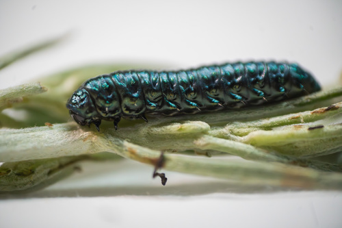 iNaturalist observation photo of California sagebrush leaf beetle