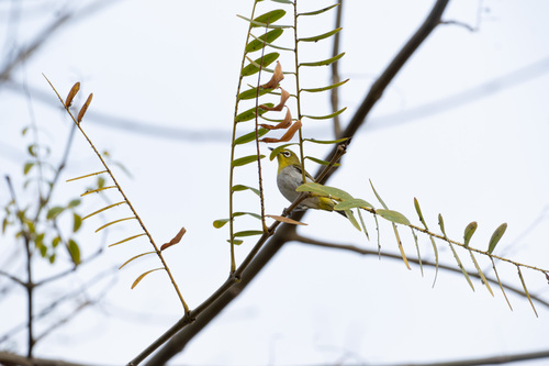 iNaturalist observation photo of Swinhoe's White-eye