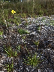 Xyris elliottii