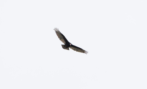iNaturalist observation photo of Turkey Vulture