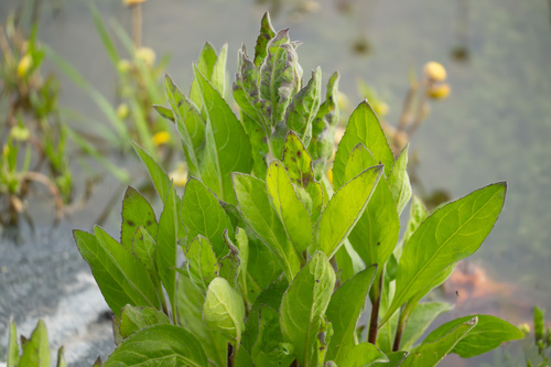 iNaturalist observation photo of marsh fleabane