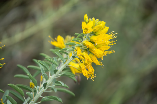 iNaturalist observation photo of Bladderpod