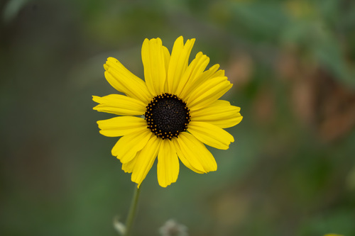 iNaturalist observation photo of California brittlebush