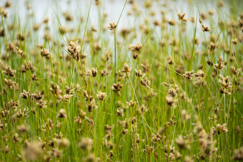 iNaturalist observation photo of sea clubrush