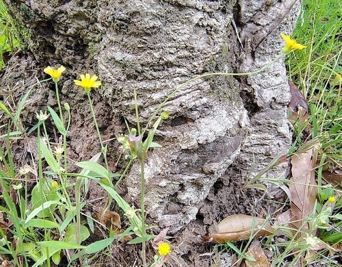 Image of Krigia cespitosa by (c) Joan Chiasson, some rights reserved (CC BY-SA)