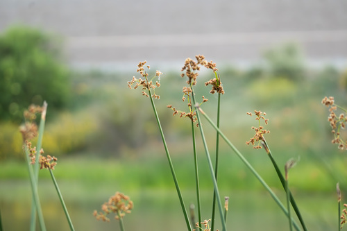 iNaturalist observation photo of California bulrush