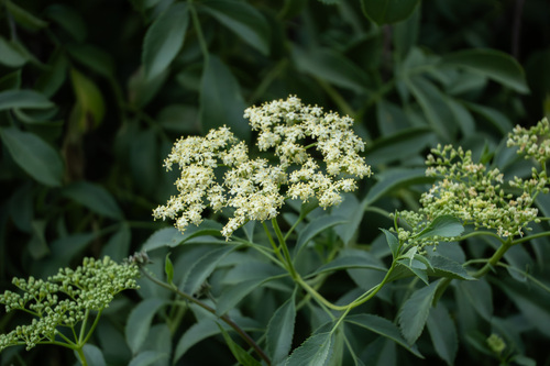 iNaturalist observation photo of Blue Elderberry