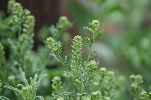 iNaturalist observation photo of Veiny Pepperweed