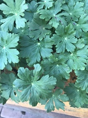 Geranium lucidum